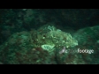 Northern Scorpion 1377